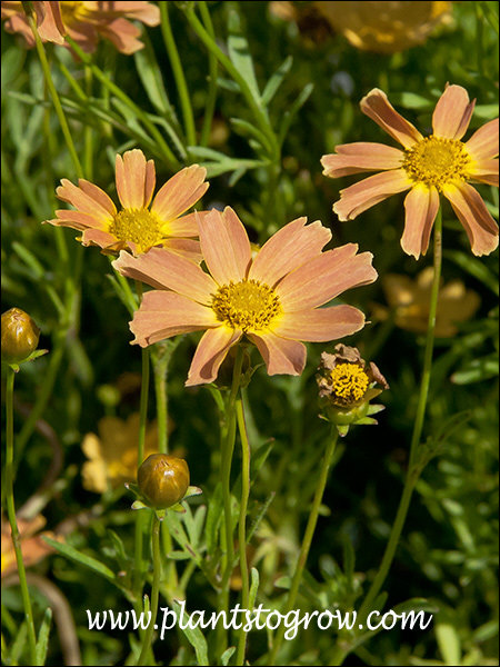 An unusual color for Coreopsis.